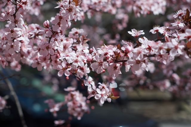 Branch of a cherry blossom tree. The background is heavily blurred with a bokeh effect, transitioning naturally to crisp blossoms in the foreground.