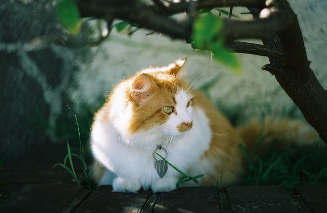 An orange and white cat, with a heart shaped tag on his collar, in a crouched position amidst grass and a brick ledge. The background is blurred. His eyes are focused on something off frame to the right.