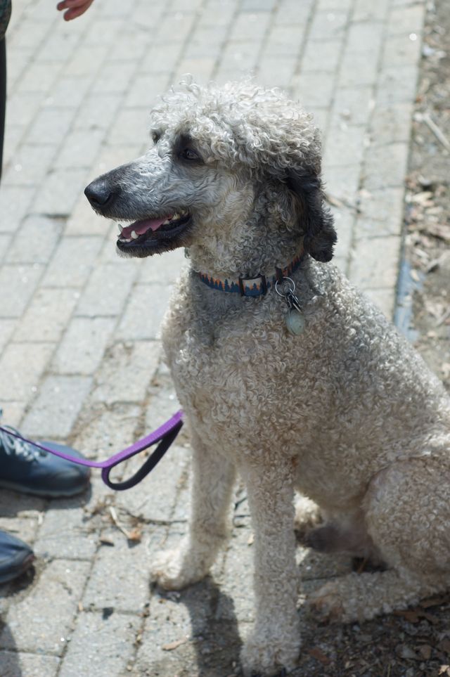 A light brown poodle, sitting with a well-behaved smile, out in the sunshine.