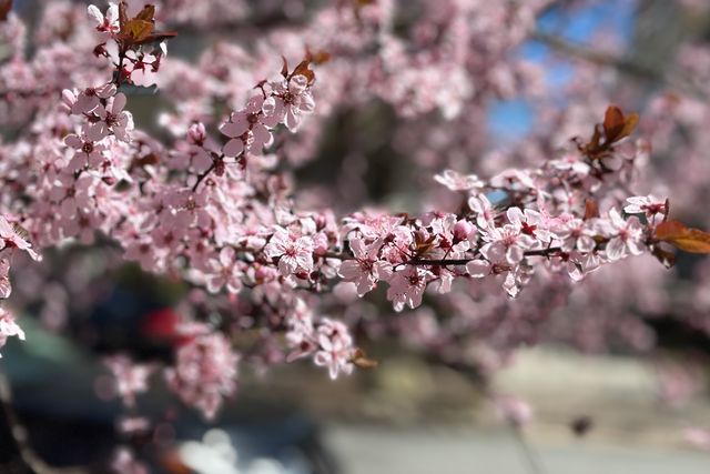 Branch of a cherry blossom tree. Again the background is heavily blurred with a bokeh effect, transitioning to crisp blossoms in the foreground, but the blurring is inconsistent and features oddly sharp edges in places where they shouldn't be.