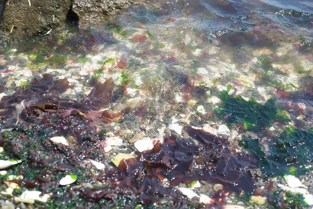 Tepco Beach